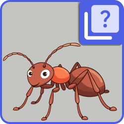 Insects - Quiz