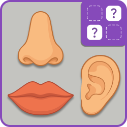 Parts of the face - ...