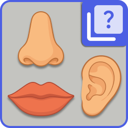 Parts of the face - ...